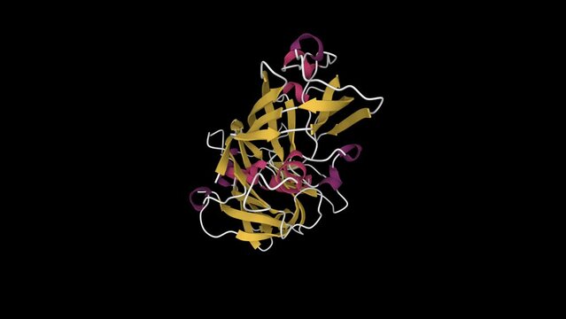 Crystal structure of human uropepsin. Animated 3D cartoon model, secondary structure color scheme, PDB 1flh, black background