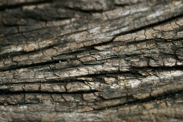 Wooden Bark in the garden , Close up Texture
