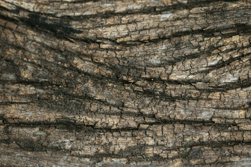 Wooden Bark in the garden , Close up Texture