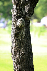 Wooden Bark in the garden , Close up Texture