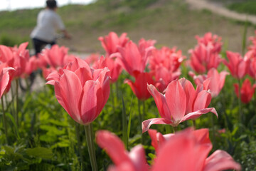 The pink tulips are in full bloom.