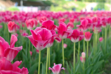 The pink tulips are in full bloom.