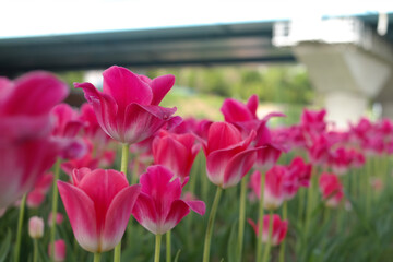 The pink tulips are in full bloom.