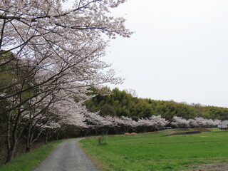 京都府田辺市の桜