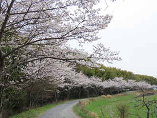 京都府田辺市の桜