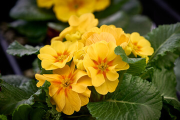 Obraz premium yellow Primrose (Primula vulgaris) flowers close-up. early spring flowers. spring floral background