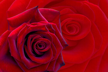 Floral background of scarlet roses, postcard, wallpaper.