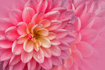 Flowers background from pink dahlias. Postcard, wallpaper.