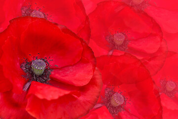 Floral background of red poppies, postcard, wallpaper.