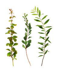 Set of twigs with green leaves isolated