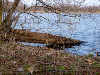 ins Wasser ragender Baumstamm an einem Fischteich