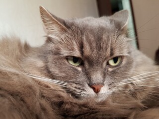 Gray fluffy cat resting on the couch