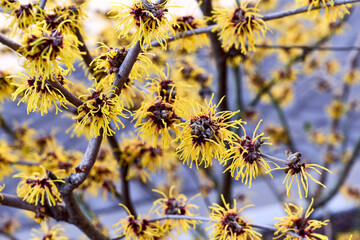 Flowering branches of Witch Hazel (Hamamelis virginiana) close-up. Yellow flowers. Early spring flowers. Spring floral background