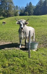 Italian mountain cow