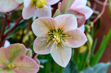 pure white and pink white Christmas Rose (Helleborus Niger) flowers close-up. early spring flowers. spring floral background