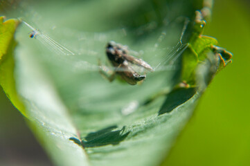 Ragno  Araniella cucurbitina con la sua preda