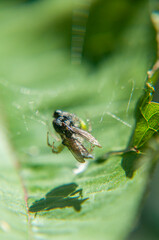 Fototapeta premium Ragno Araniella cucurbitina con la sua preda