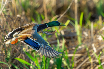 Male Mallard Duck in Flight