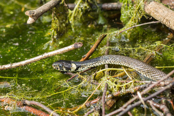 Zaskroniec pływający po śródleśnym bajorku
