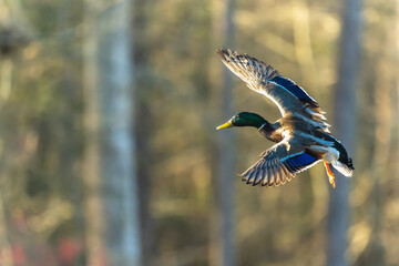 Male Mallard Duck in Flight
