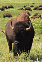 Bison in the Foreground and Herd in the Background