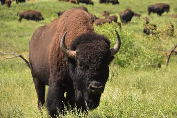 Muurstickers Buffalo met een kudde op de achtergrond in North Dakota © dejavudesigns