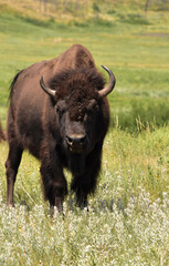 American Buffalo with Flies on His Face in a Meadow