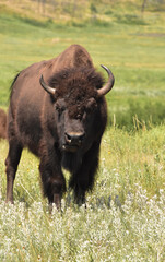 Bison with Lots of Mosquitos On his Face