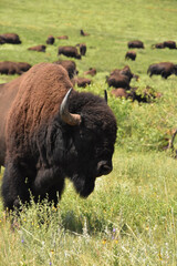 Stunning Capture of an American Bison in a Field