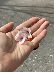 A hand holding two fallen sakura flowers, Tokyo Japan Kodenmacho, April 2nd 2022 sakura season