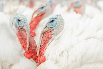 turkeys walking on a free range farm, turkey close up, turkey farm concept  - obrazy, fototapety, plakaty