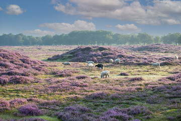 Landscape Gasterse Duinen near the village of Gasteren in the Dutch province of Drenthe with herd of sheep and fowering Heather plants, trees, grasses, hills and blue sky with cumulus clouds