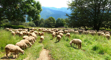 Flock of sheep on green meadow, herd standing and feeding on the tourist path in the mountains of Slovak Republic.