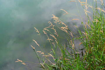 Wild grass after the rain against the turquoise water of the mountain lake