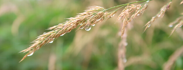 Wet wild grass after the rain with glittering waterdrops