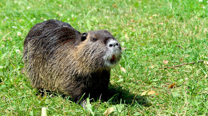 Cute fluffy wet nutria in the meadow near the river, standing and looking to the distance. Captured in Hradec Kralove, Czech Republic.