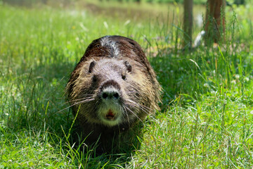 Cute fluffy wet nutria in the meadow near the river, standing and looking directly to the camera. Captured in Hradec Kralove, Czech Republic.