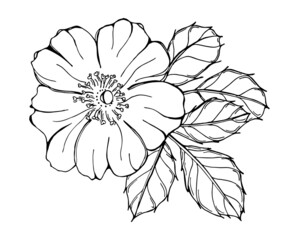 Black and white illustration of wild rose isolated on white background. Hand drawn outline picture. 
