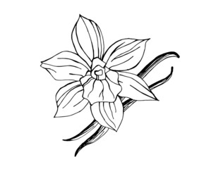 Black and white illustration of vanilla flower with vanilla pod isolated on white background. Hand drawn outline picture. 