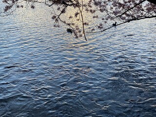 ducks swimming in the pond, sakura season April 1st, 2022, Ueno Tokyo Japan