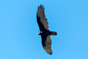 Blue sky with Turkey Vulture bird flying (Cathartes aura), big black bird flying.