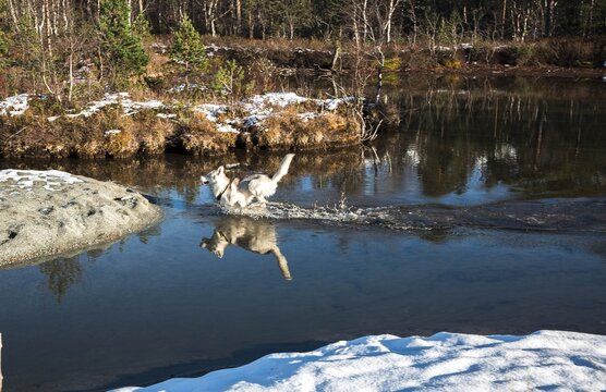 dog swims in the lake