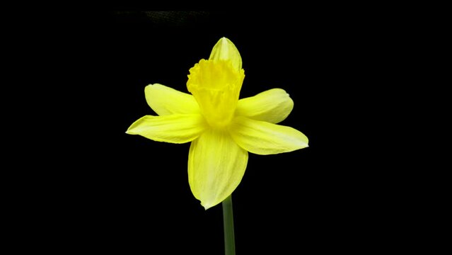 Time-lapse of growing yellow daffodils or narcissus flower. Spring flower daffodils blooming on black background.