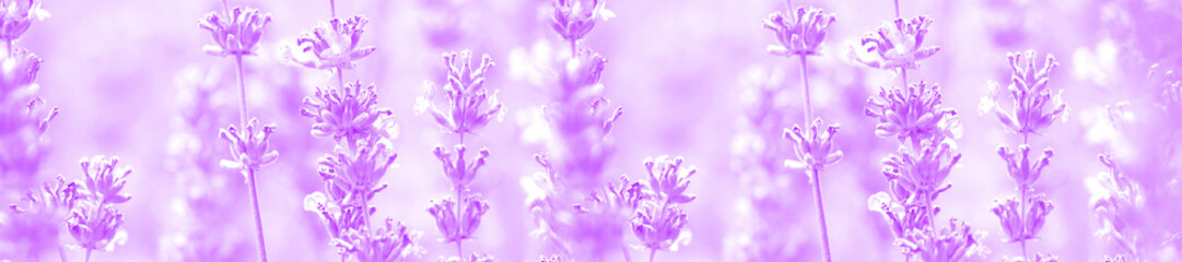 Obraz na płótnie Canvas Field lavender pale color morning summer blur background wallpaper.