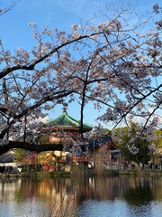Sakura blossom season and the Japanese temple, April 1st, 2022, Tokyo Ueno, Japan