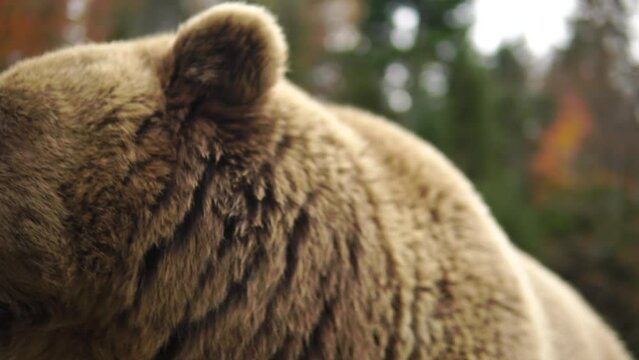 Wild brown bear face close-up in a forest