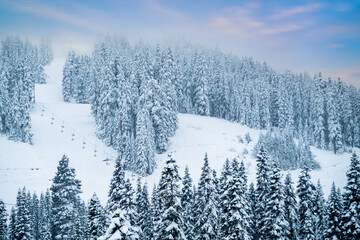 Winter wonderland scene with frozen fir trees, winter landscape in mountains