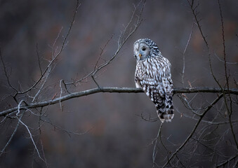 Ural owl ( Strix uralensis ) close up