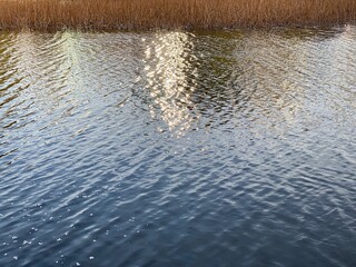golden hour pond reflection, withered lotus stems, sakura season Ueno Tokyo Japan, April 1st, 2022