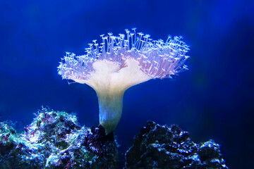 Beautiful coral on a blue background. Coral polyp colony skeleton material. Dramatic light